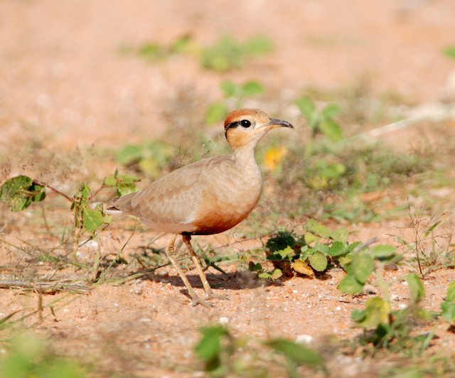 Adult with yellowish legs. - Temminck's Courser - 