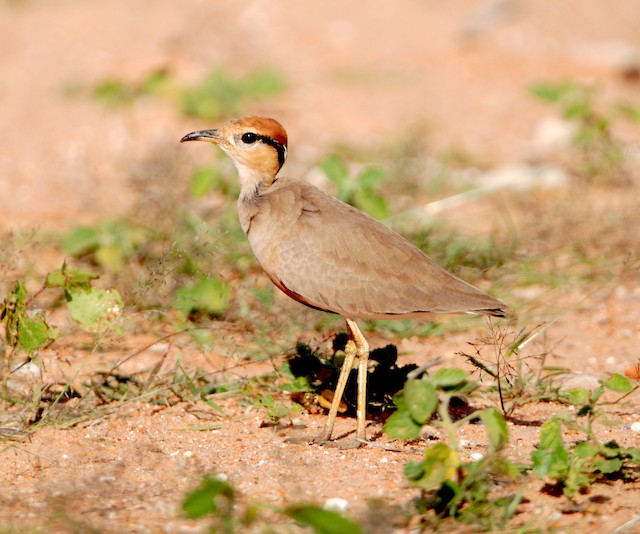 Lateral view (subspecies <em class="SciName notranslate">aridus</em>). - Temminck's Courser - 