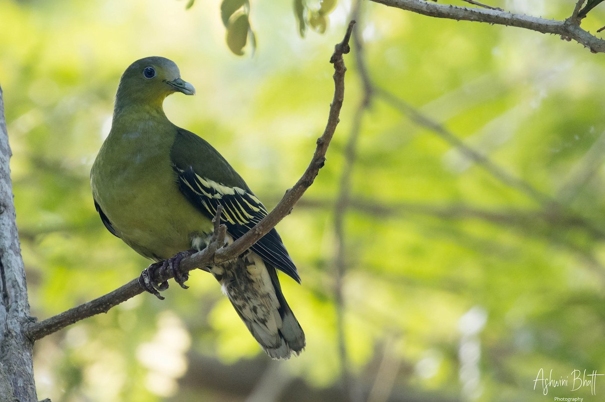 Gray-fronted Green-Pigeon - ML329674031