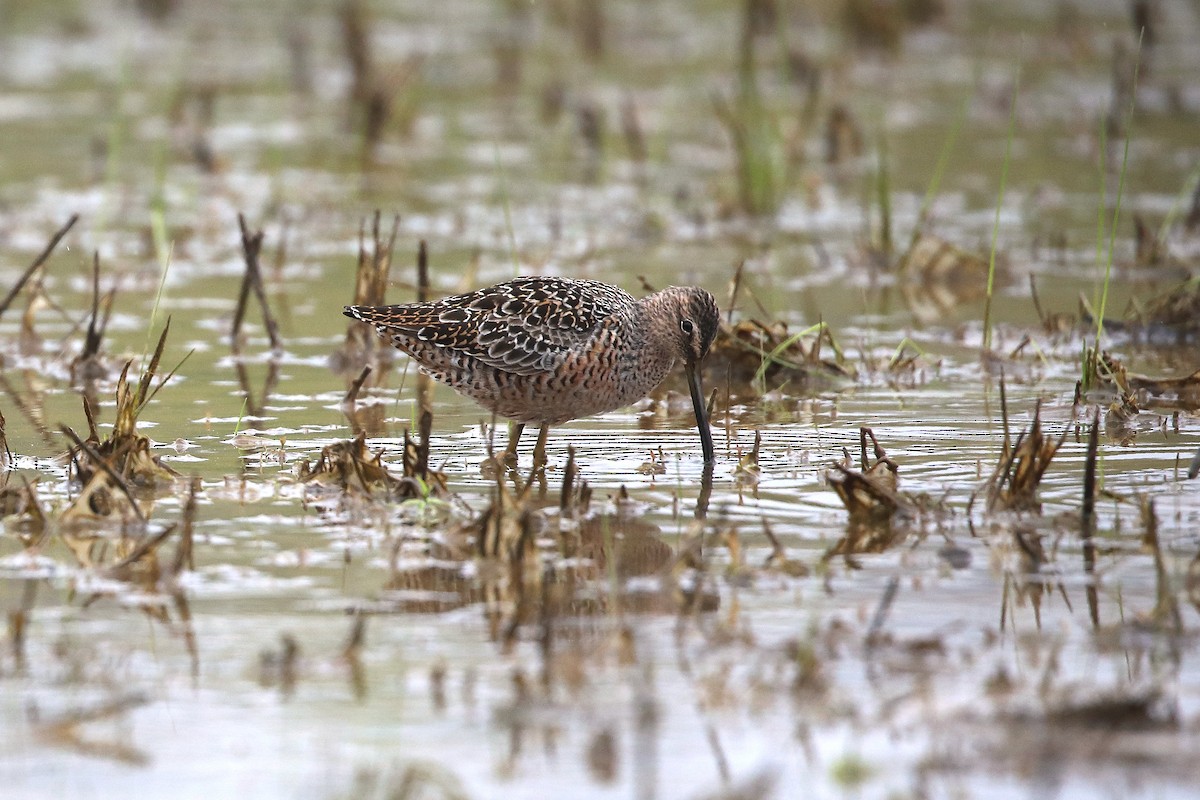 Long-billed Dowitcher - ML329687821