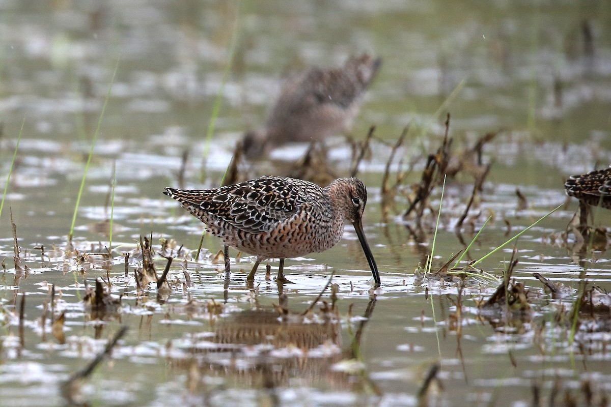 Long-billed Dowitcher - ML329687951