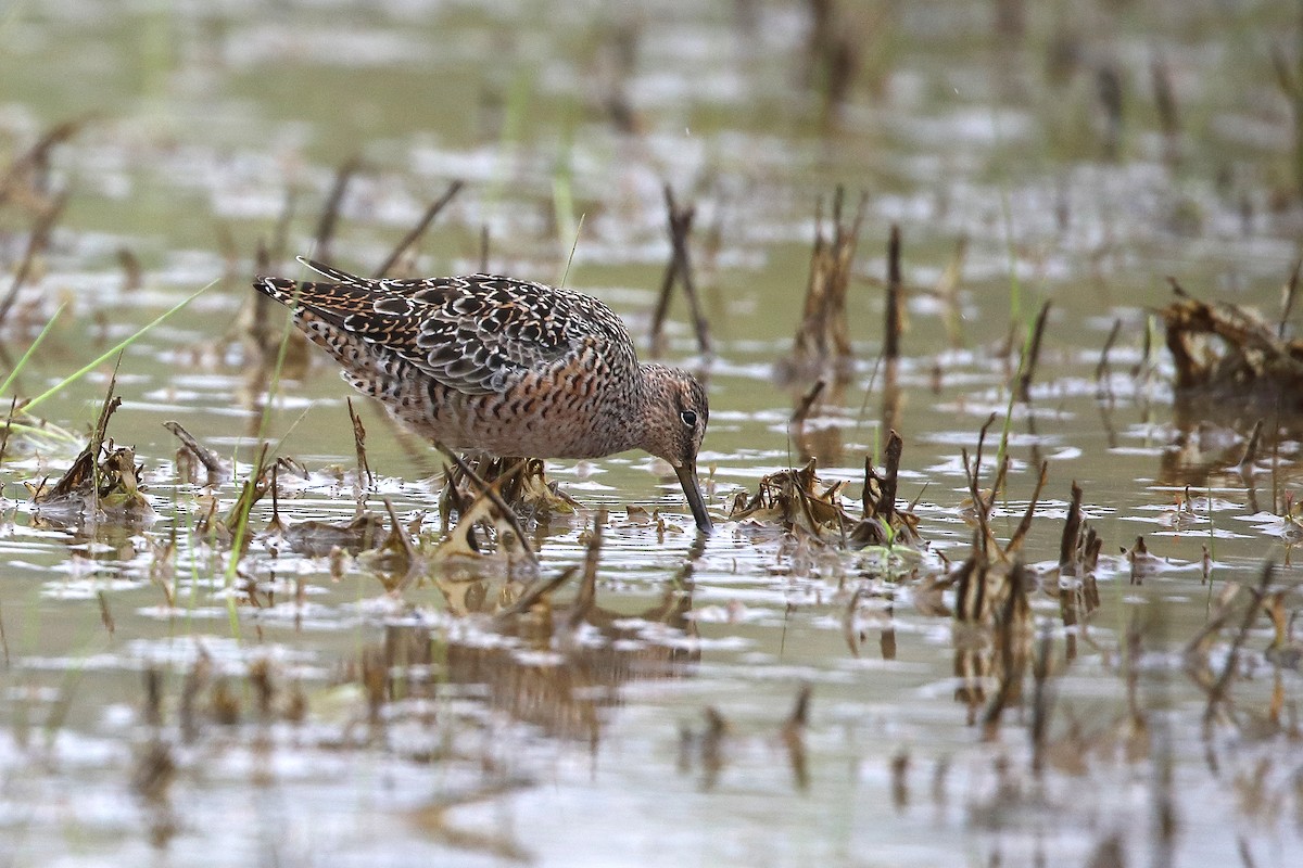 Long-billed Dowitcher - ML329687981