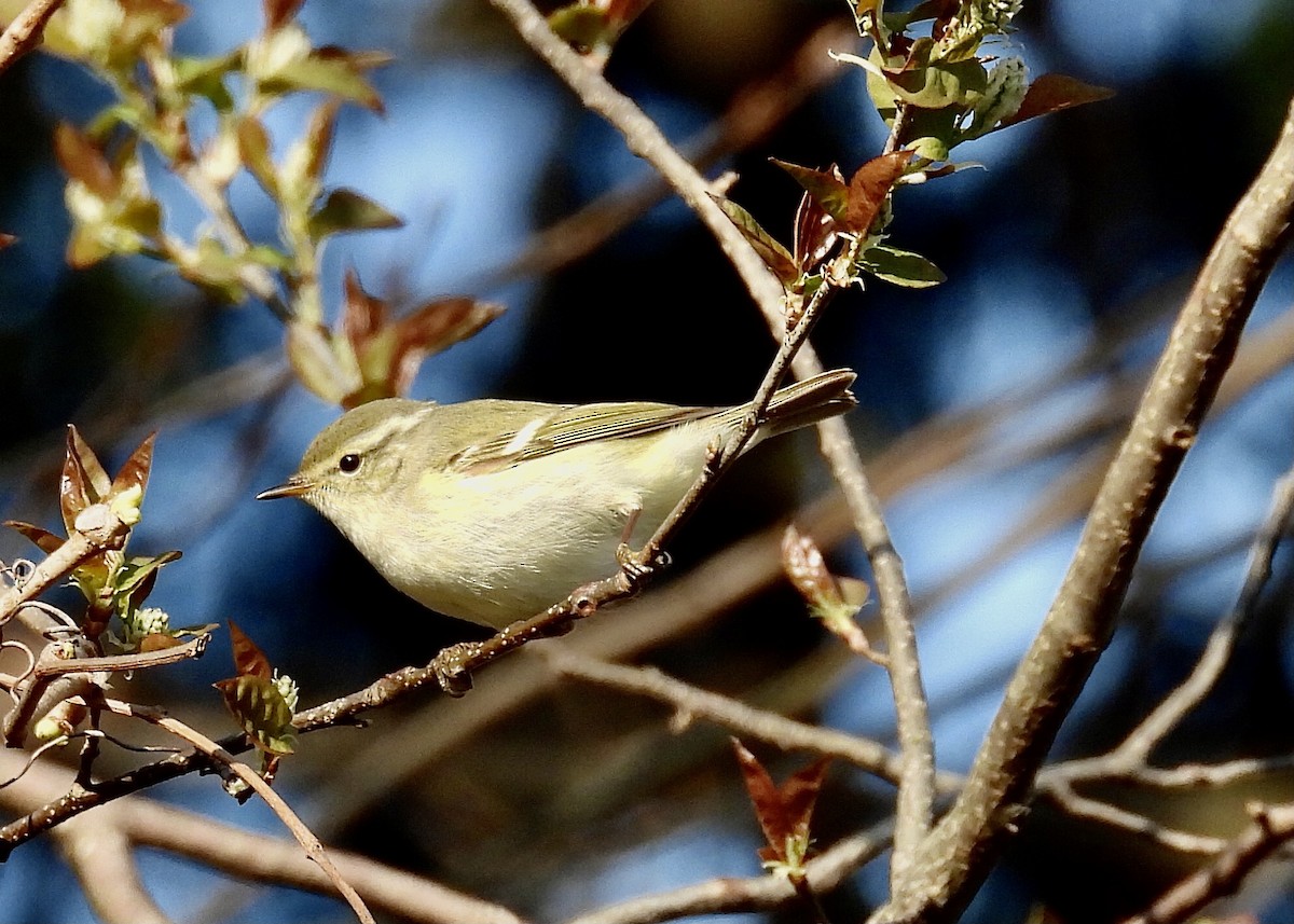 Yellow-browed Warbler - ML329692061