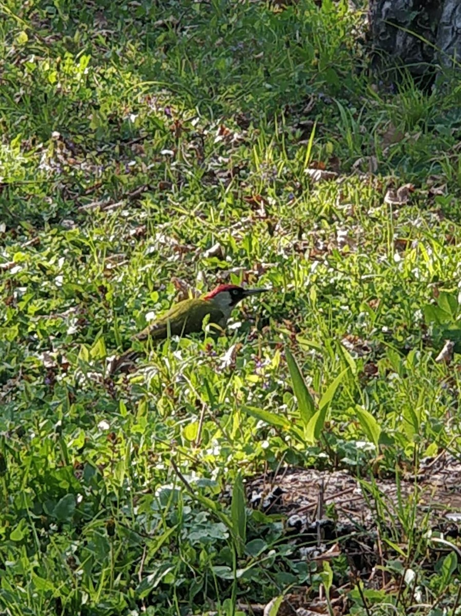 Eurasian/Iberian Green Woodpecker - ML329696181
