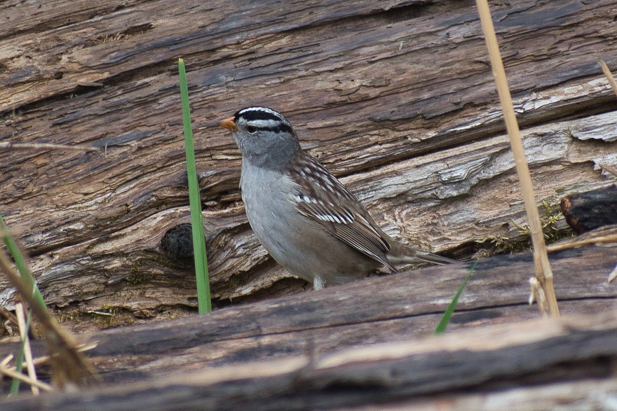 White-crowned Sparrow - ML329696271