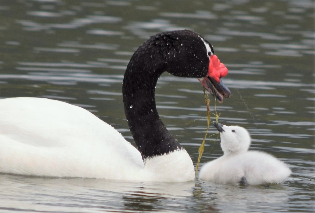 Black-necked Swan - ML329704691