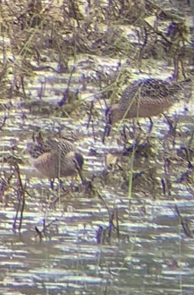 Long-billed Dowitcher - ML329704761
