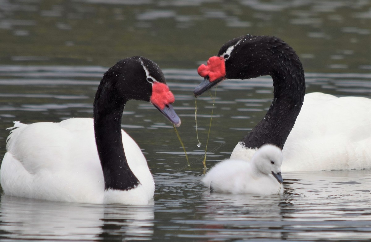 Black-necked Swan - ML329704831