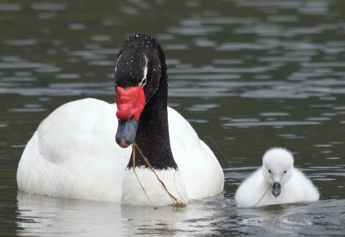 Black-necked Swan - ML329704851