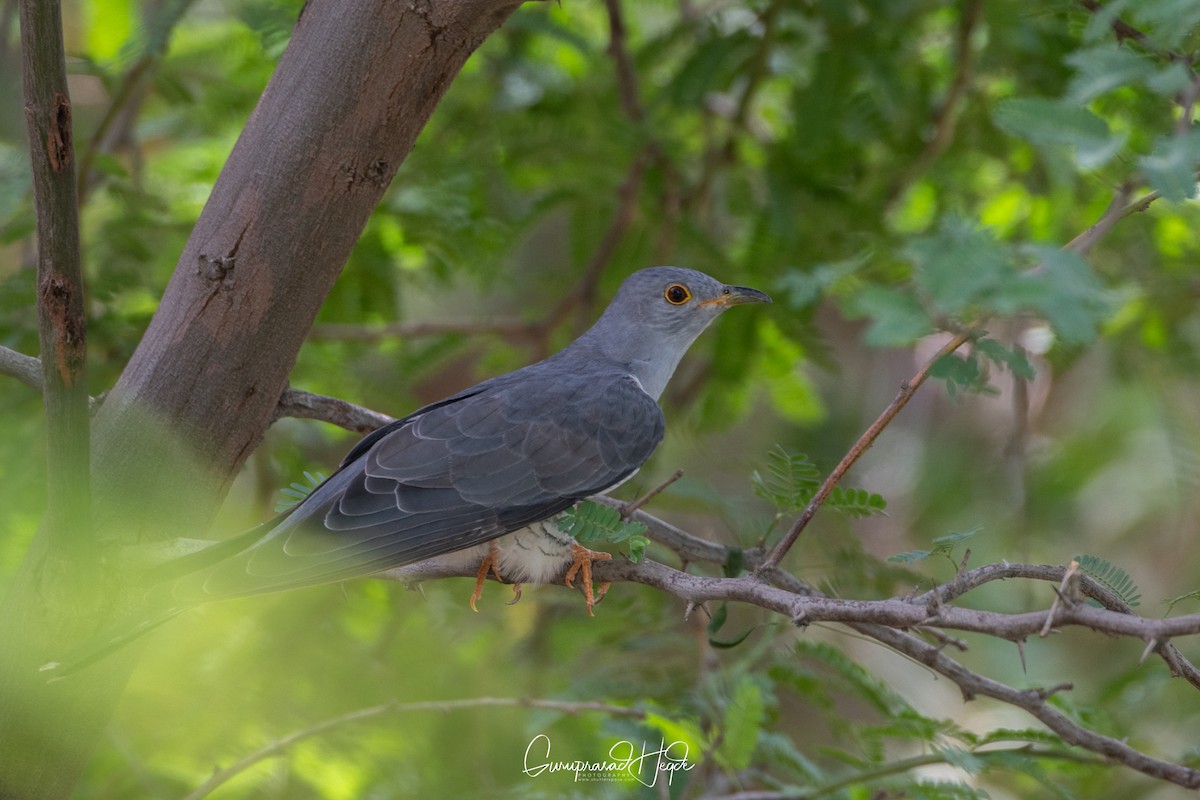 Common Cuckoo - Guruprasad Hegde