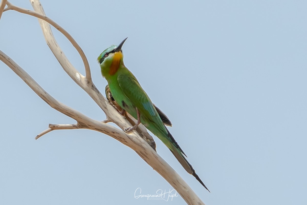 Blue-cheeked Bee-eater - Guruprasad Hegde