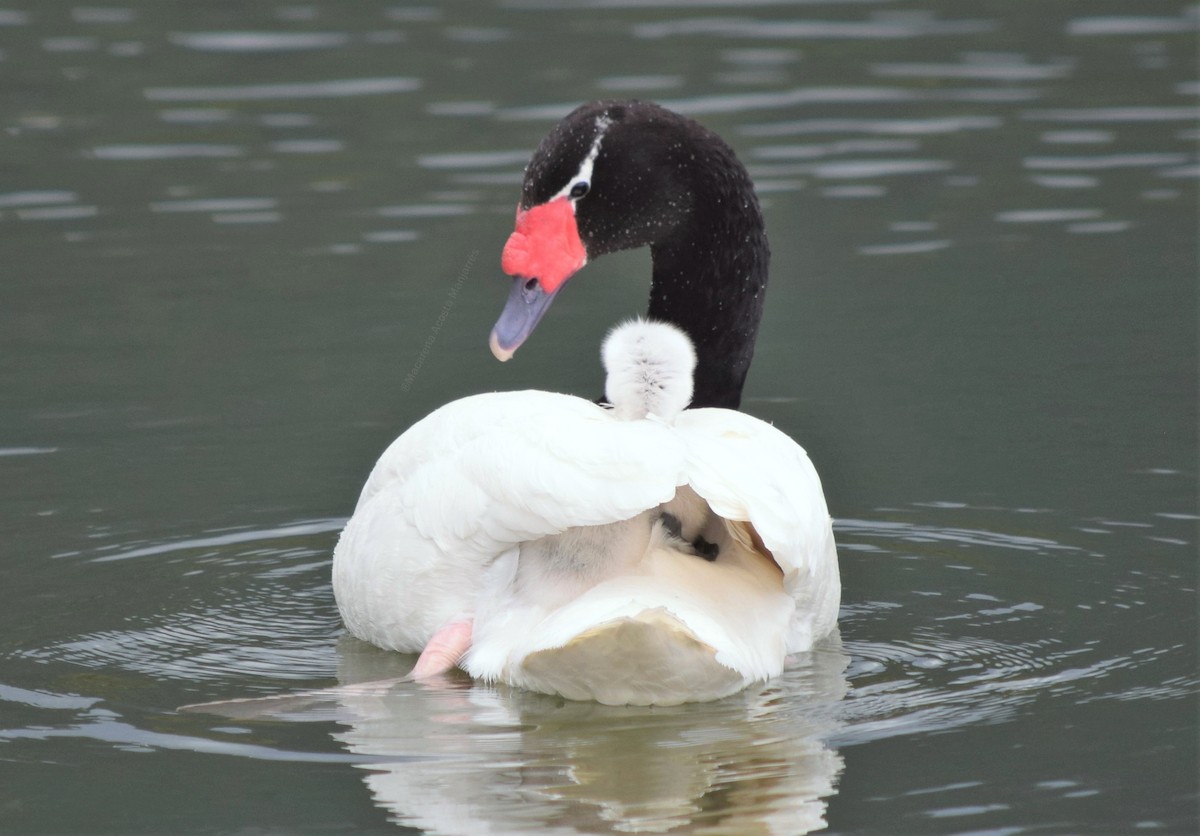 Black-necked Swan - ML329704921