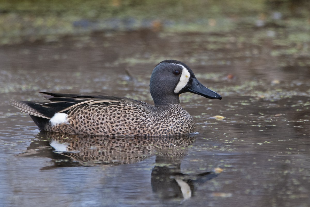 Blue-winged Teal - Andrew Simon