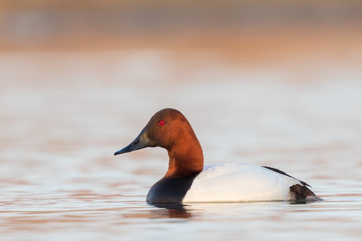 Canvasback - Brian Stahls
