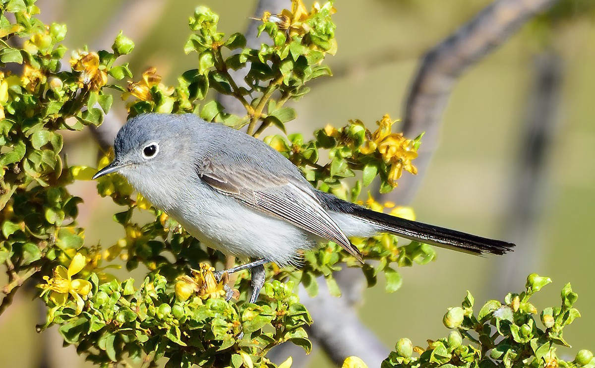 Black-tailed Gnatcatcher - Ad Konings