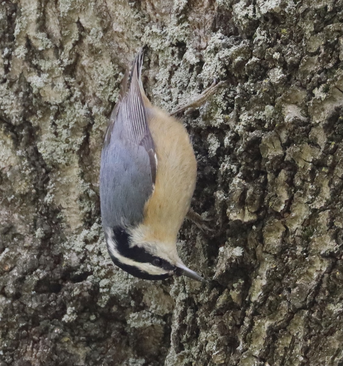 Red-breasted Nuthatch - Mark Ross