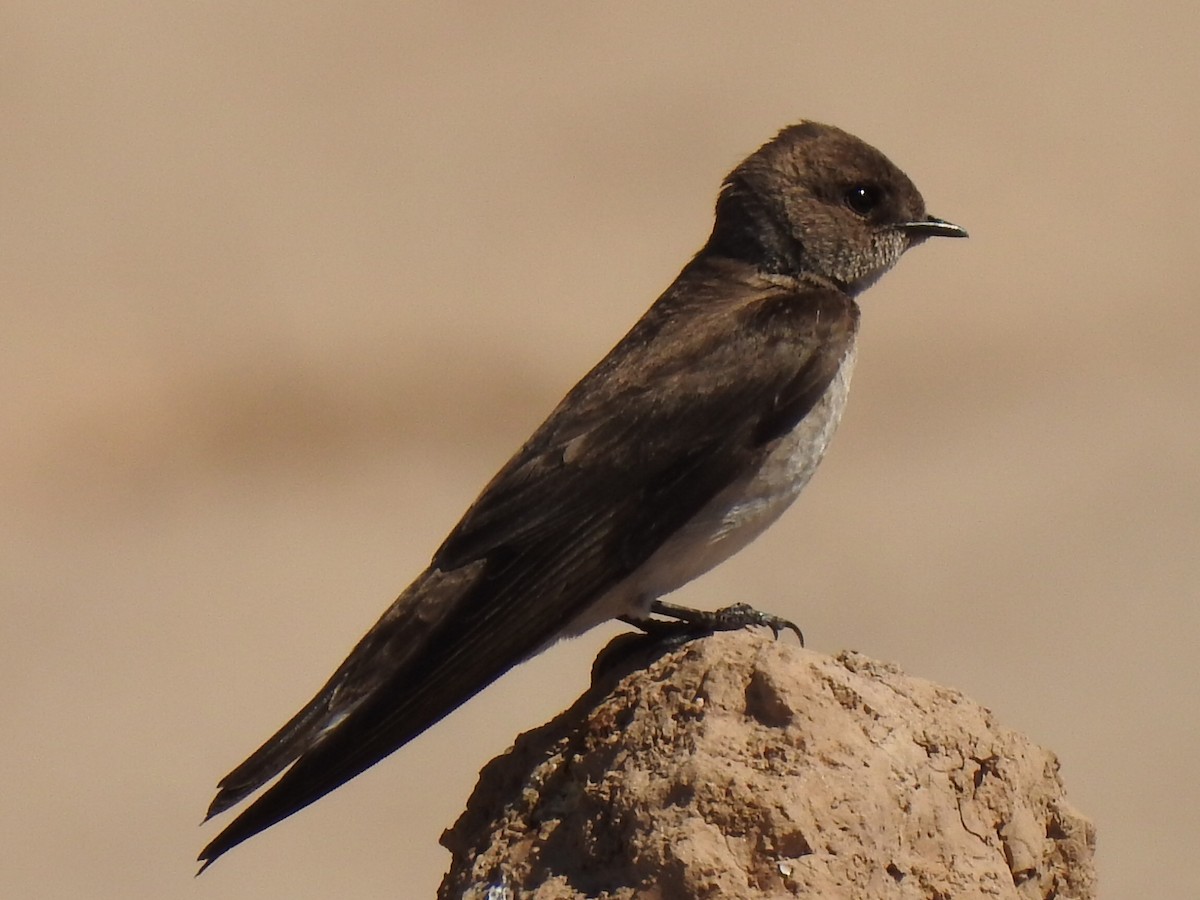 Northern Rough-winged Swallow - Suzanne Hall