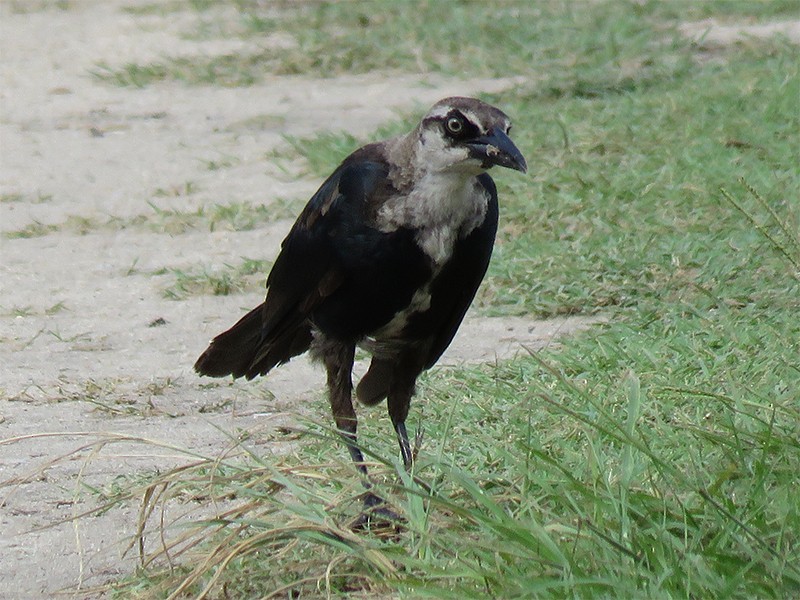 Boat-tailed Grackle - ML32972821