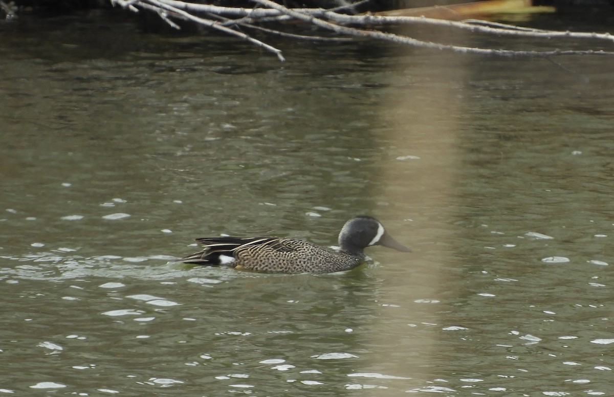 Blue-winged Teal - ML329729711