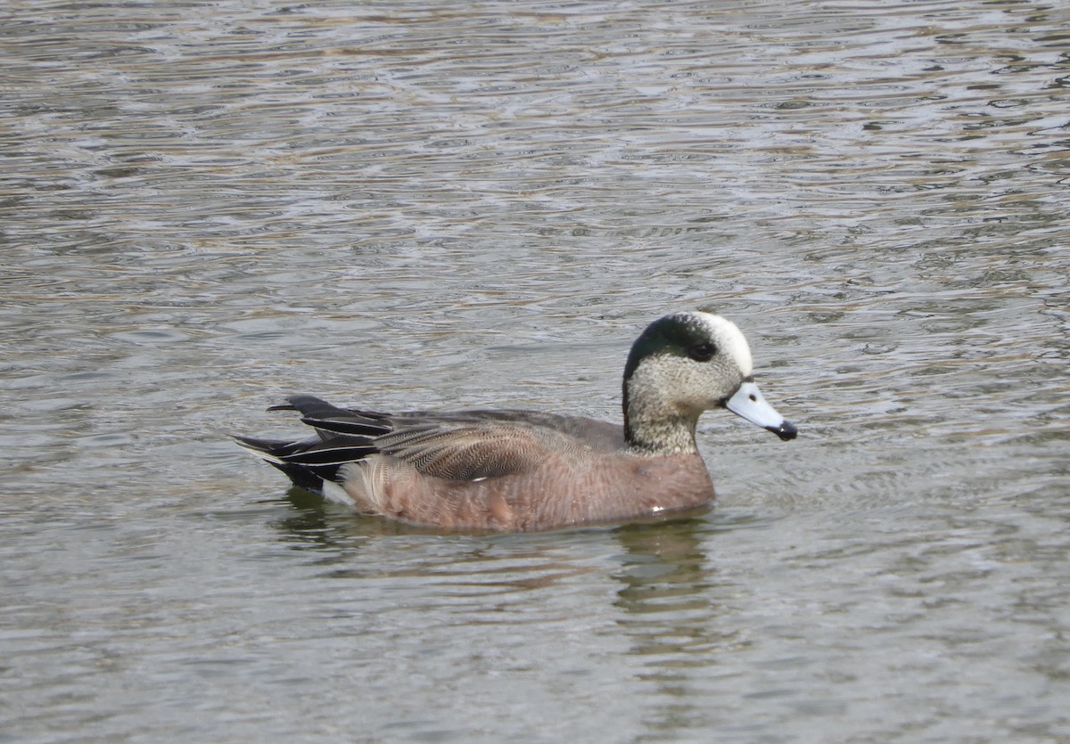 American Wigeon - Betsy Thorsteinson