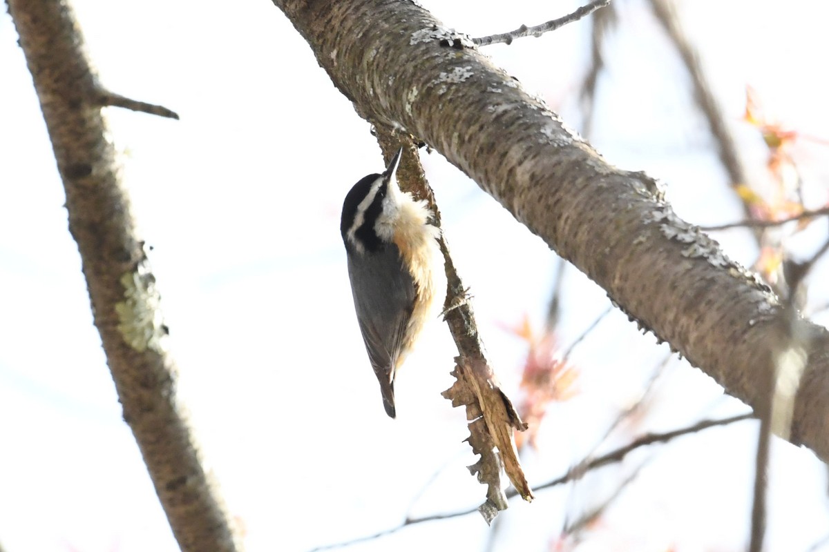 Red-breasted Nuthatch - ML329734821