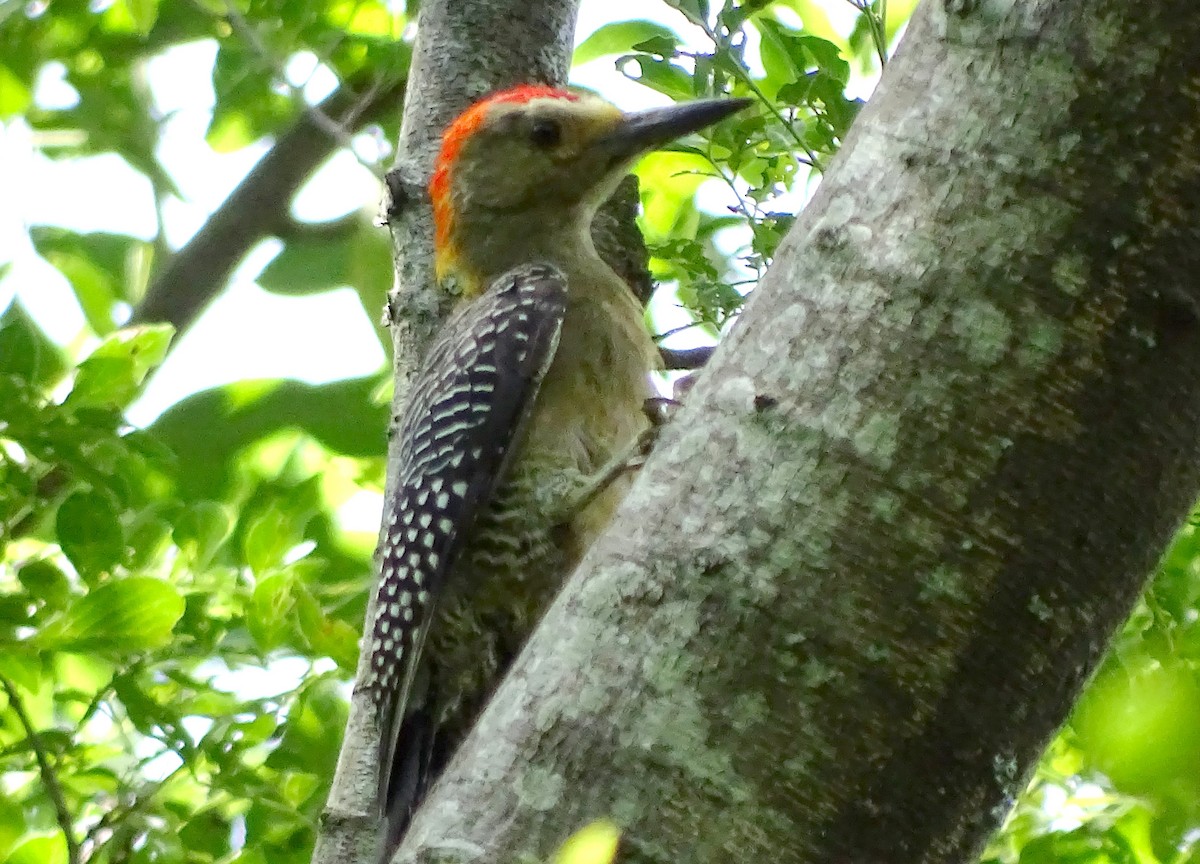 Golden-fronted Woodpecker - Julio Acosta  ES Tour Guide