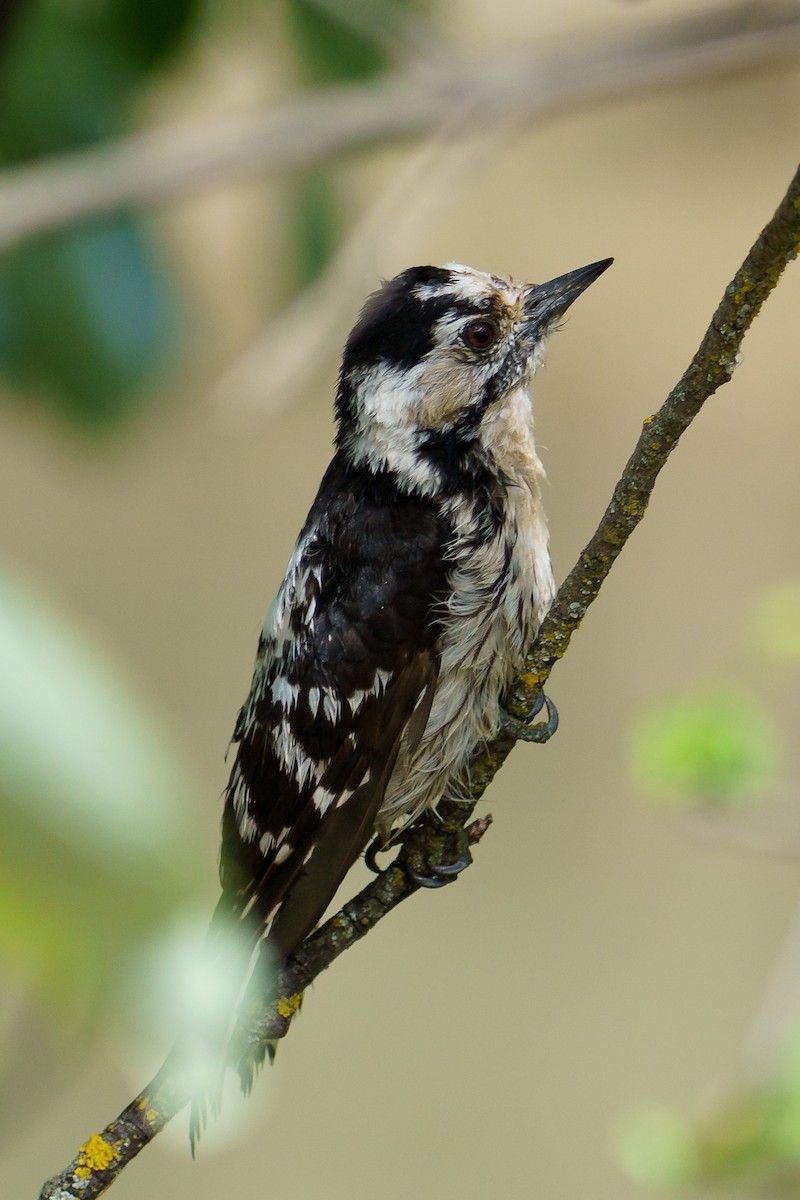 Lesser Spotted Woodpecker - ML329738721