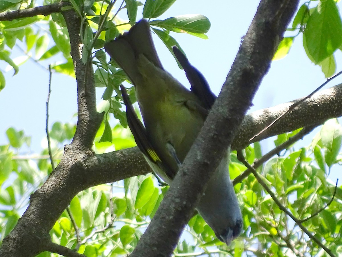 Yellow-winged Tanager - ML32974091