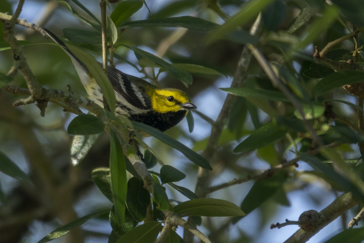 Black-throated Green Warbler - ML329749561