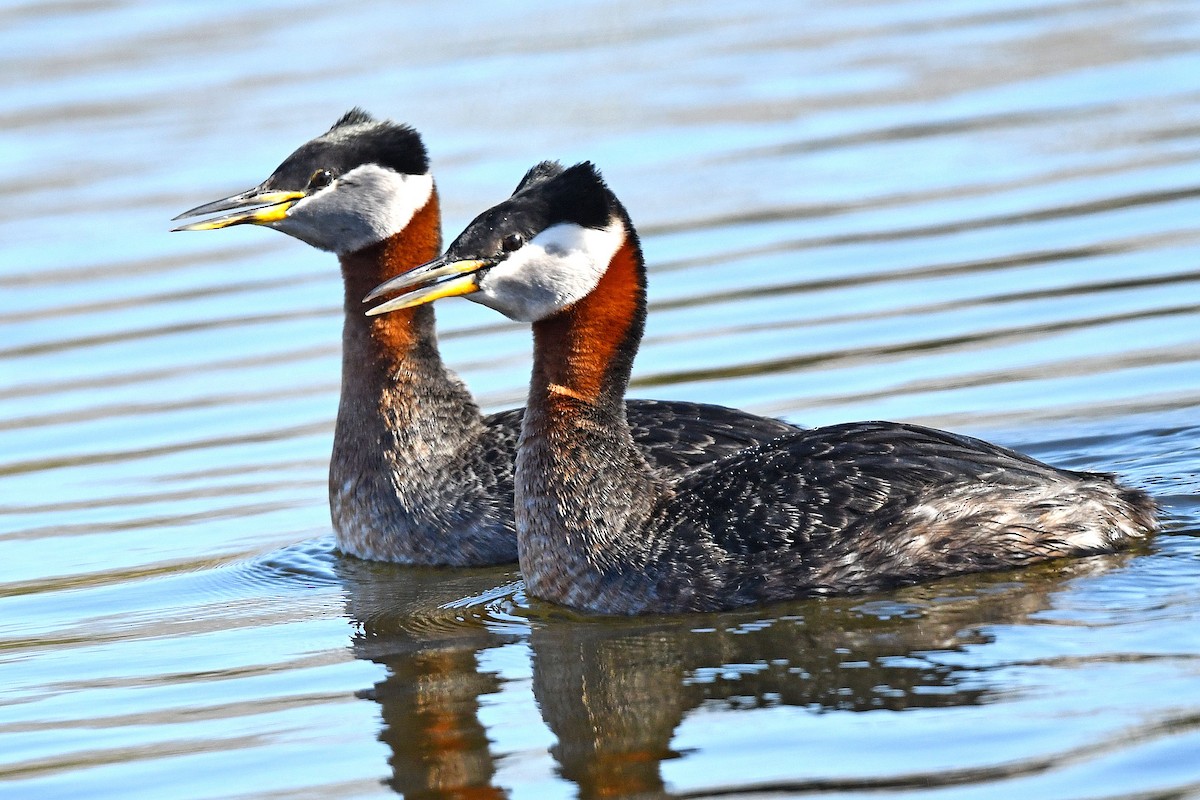 Red-necked Grebe - Chris Rees