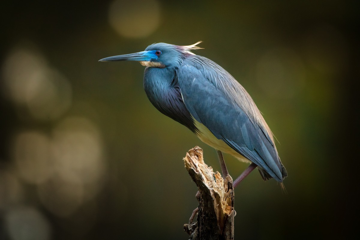 Tricolored Heron - Wolfe R