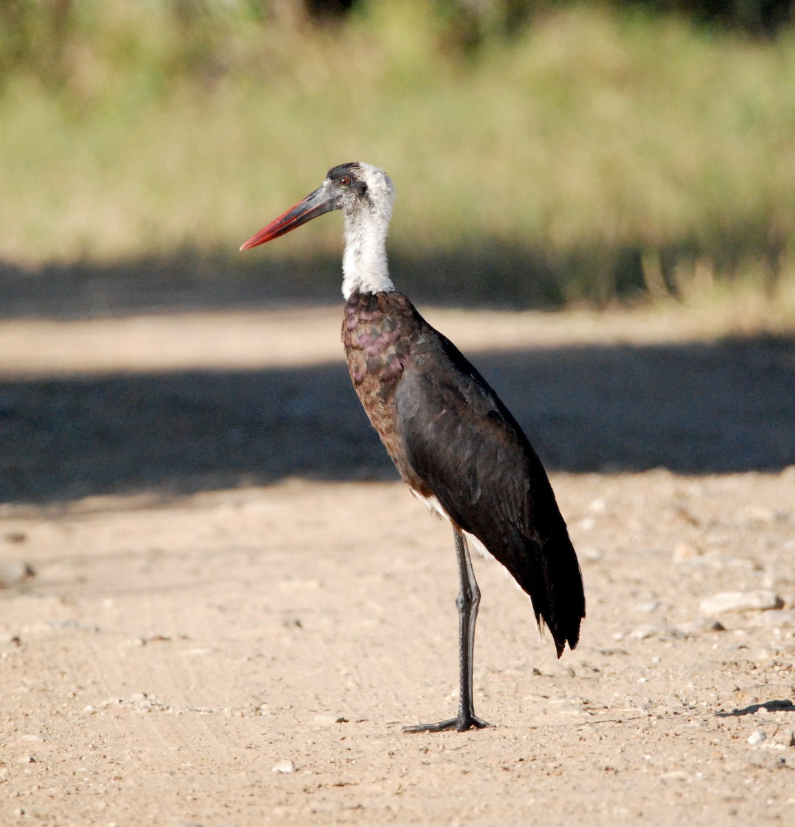 African Woolly-necked Stork - Gabriel Jamie