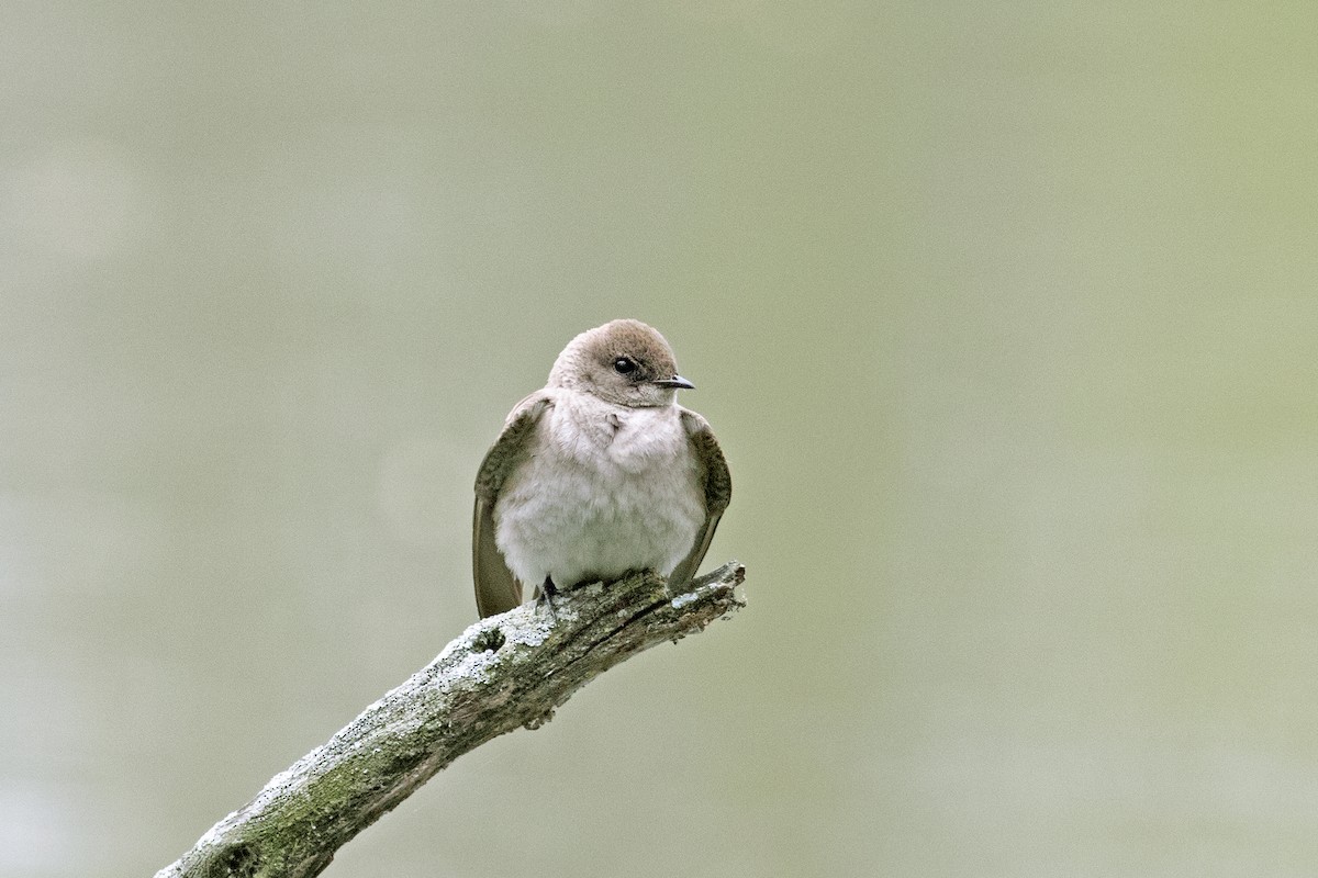 Northern Rough-winged Swallow - Jeff 'JP' Peters