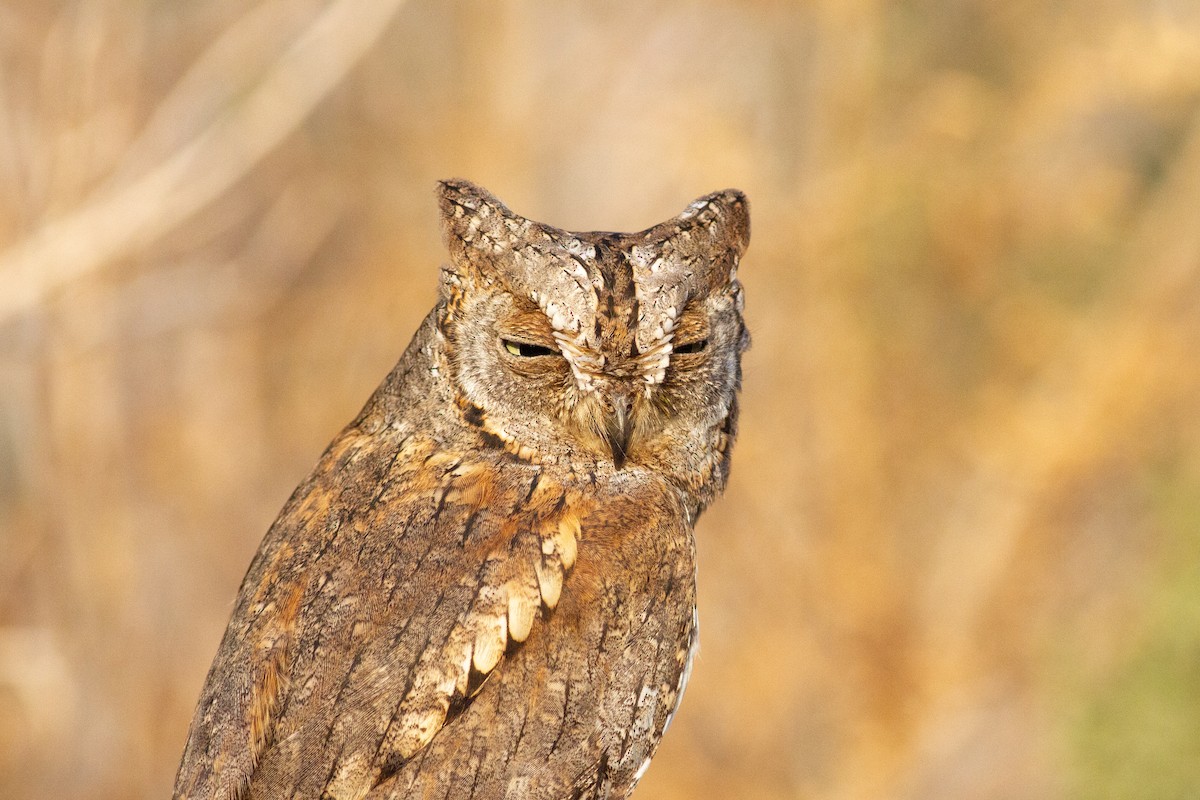 Eurasian Scops-Owl - ML329760311