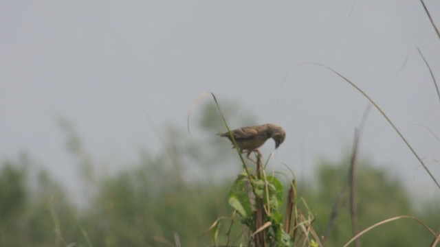 Bengal Bushlark - ML329761351