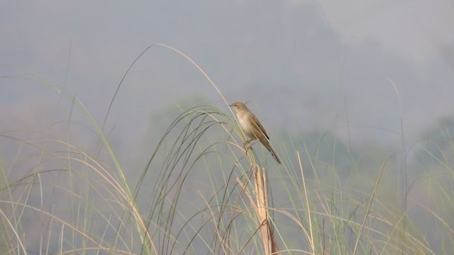 Bristled Grassbird - ML329762011