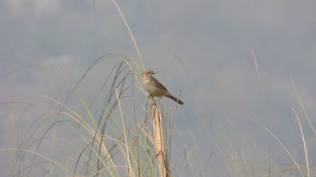 Bristled Grassbird - ML329762021