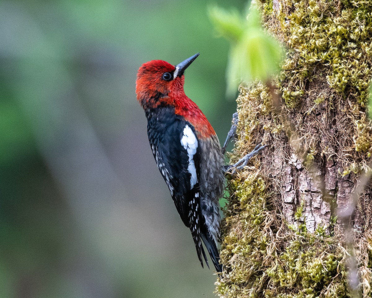 Red-breasted Sapsucker - ML329765661