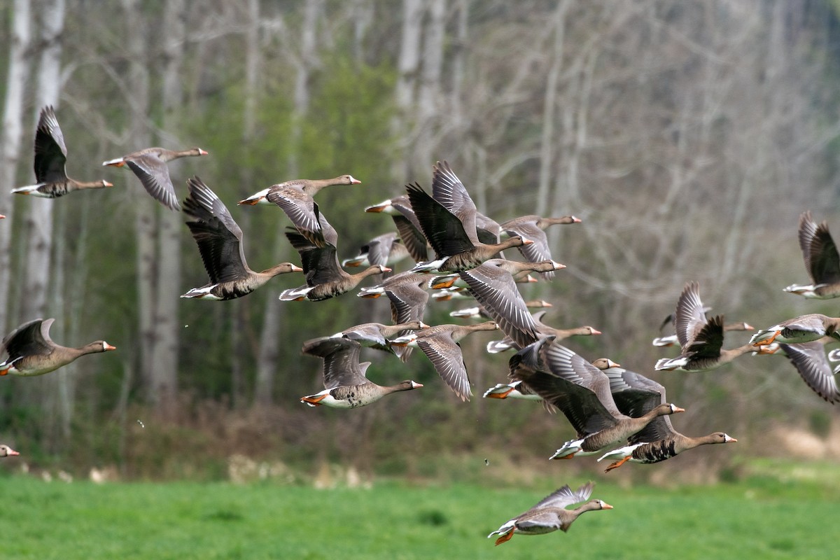 Greater White-fronted Goose - James MacKenzie