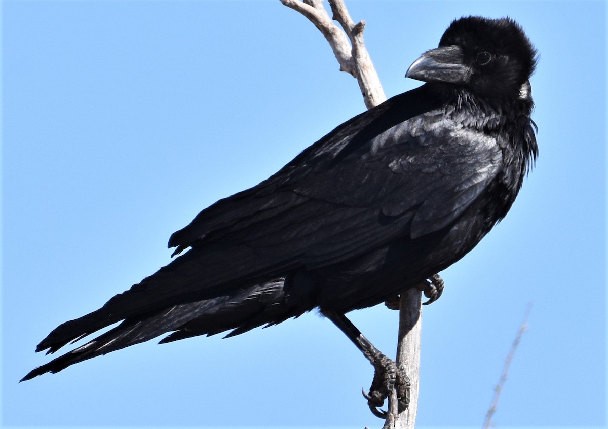 Chihuahuan Raven - ML329773201
