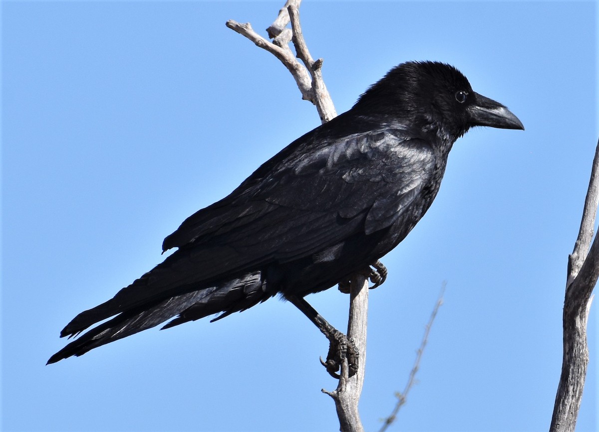 Chihuahuan Raven - ML329773371