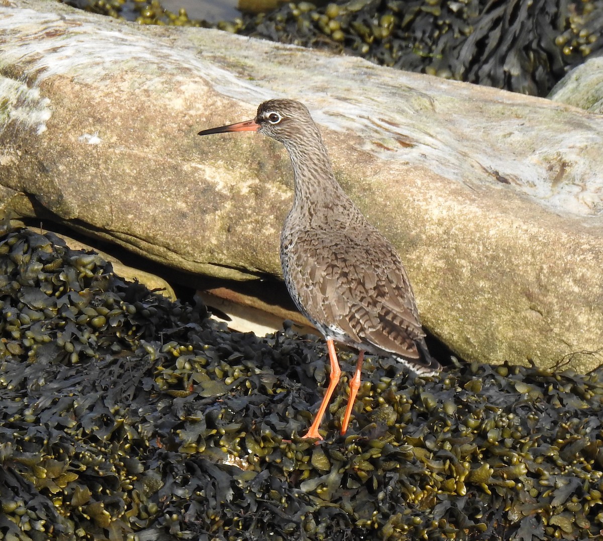 Common Redshank - Alan Younger