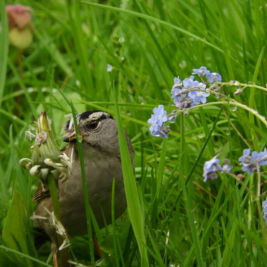 White-crowned Sparrow (pugetensis) - Paul Kendal