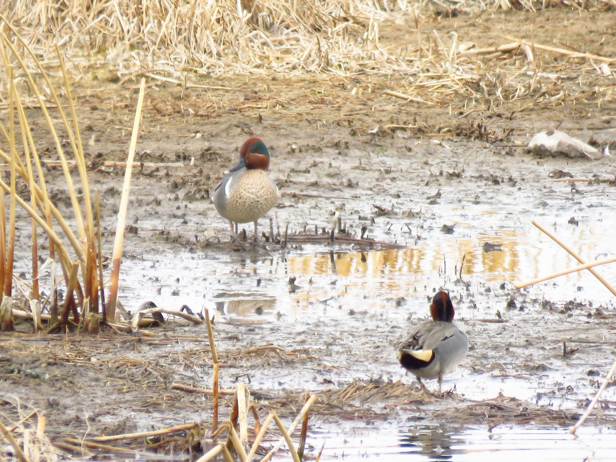 Green-winged Teal - ML329780201