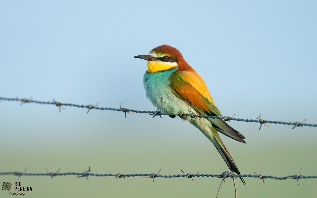 European Bee-eater - Rui Pereira | Portugal Birding