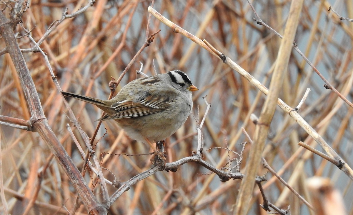 White-crowned Sparrow - ML329782501