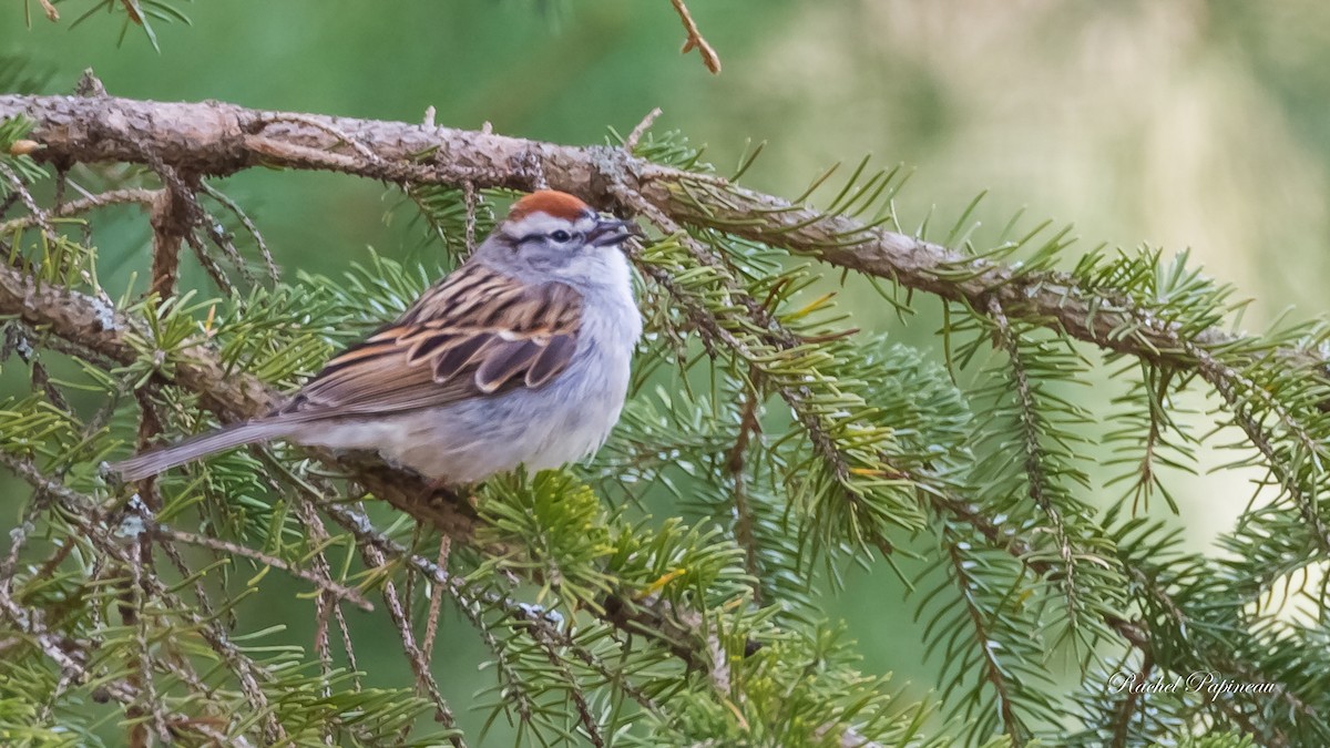 Chipping Sparrow - ML329784991