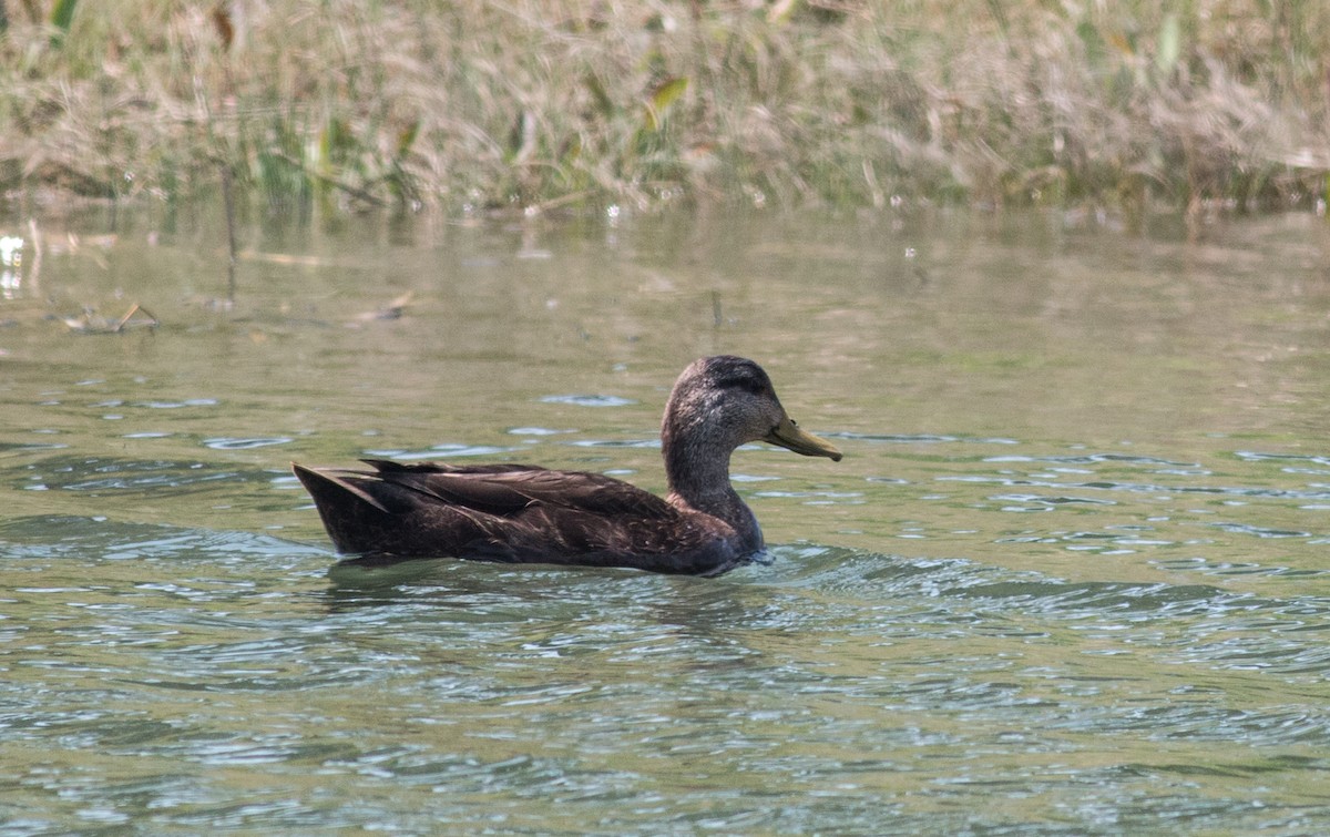 Mallard x American Black Duck (hybrid) - ML329786421