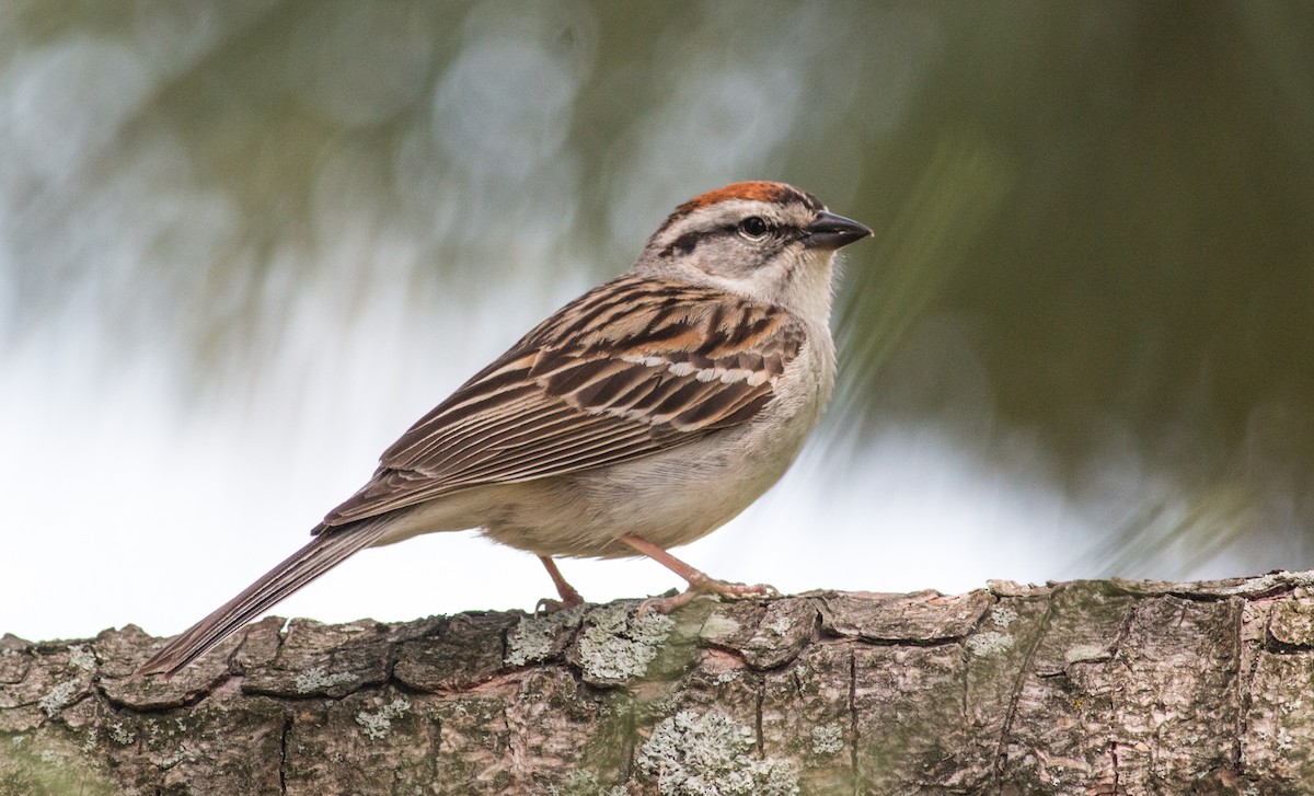 Chipping Sparrow - Pedro Nicolau