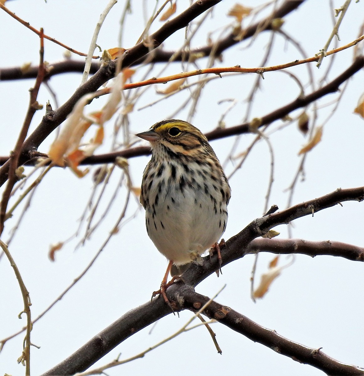 Savannah Sparrow - ML329792261